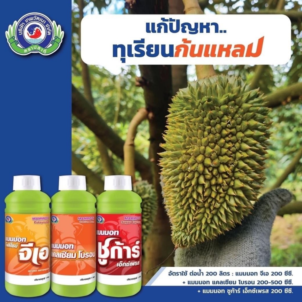 ชุดแก้ปํญหาทุเรียนก้นแหลม แมมมอท โฟลิไซม์ จีเอ+แมมมอท แคลเซียม โบรอน+แมมมอท ชูก้าร์