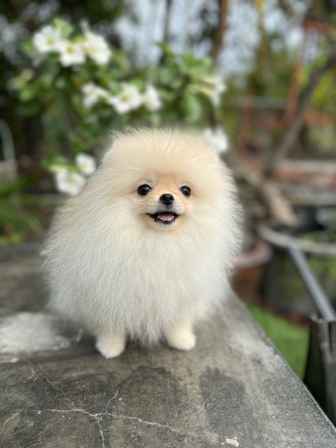 หมาปอมแท้ ปอมหน้าหมี หมาปอมเกรดสวยงาม