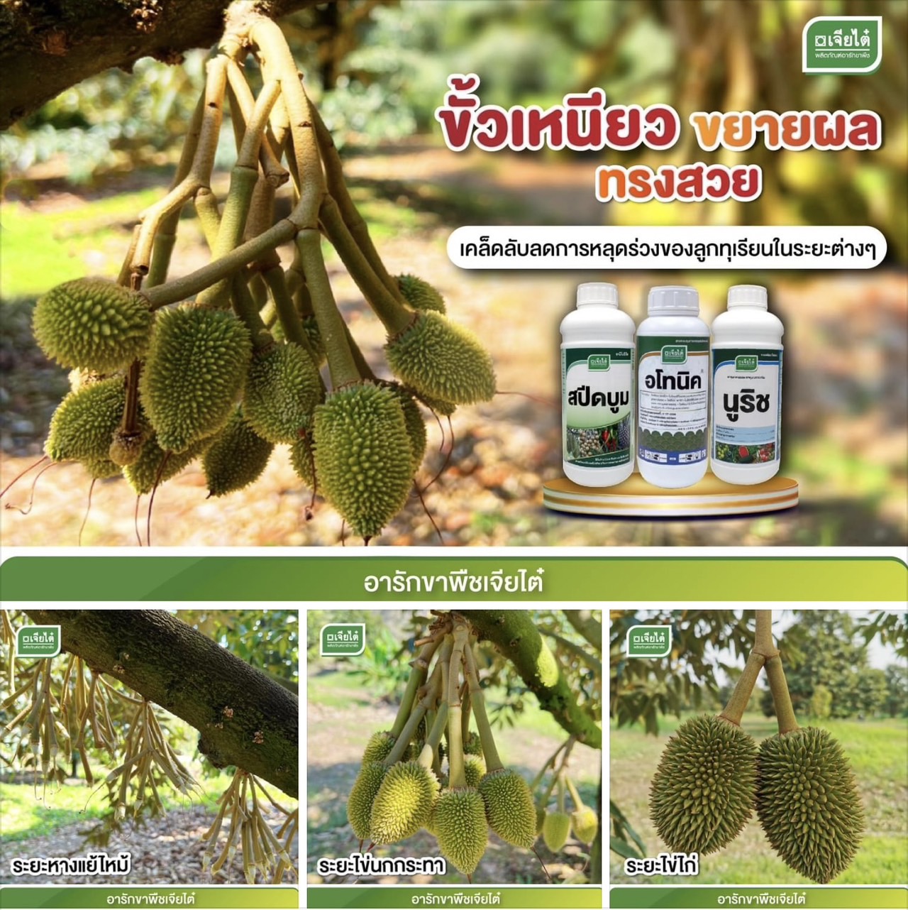 สปีดบูม 1 L + อโทนิค 1 L+ นูริช 1 L ขั้วเหนียว ขยายผล ทรงสวย