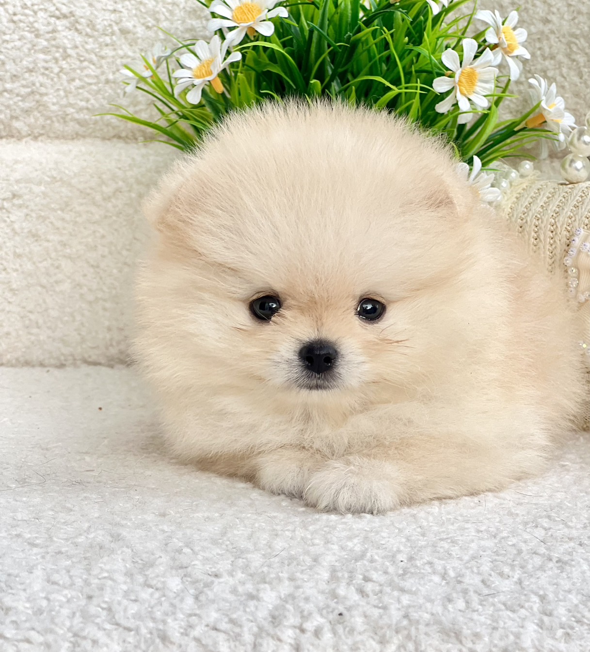 ปอมตัวผู้สีขาว