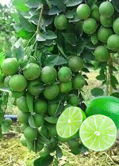 LEMON (Citrus limon L)
