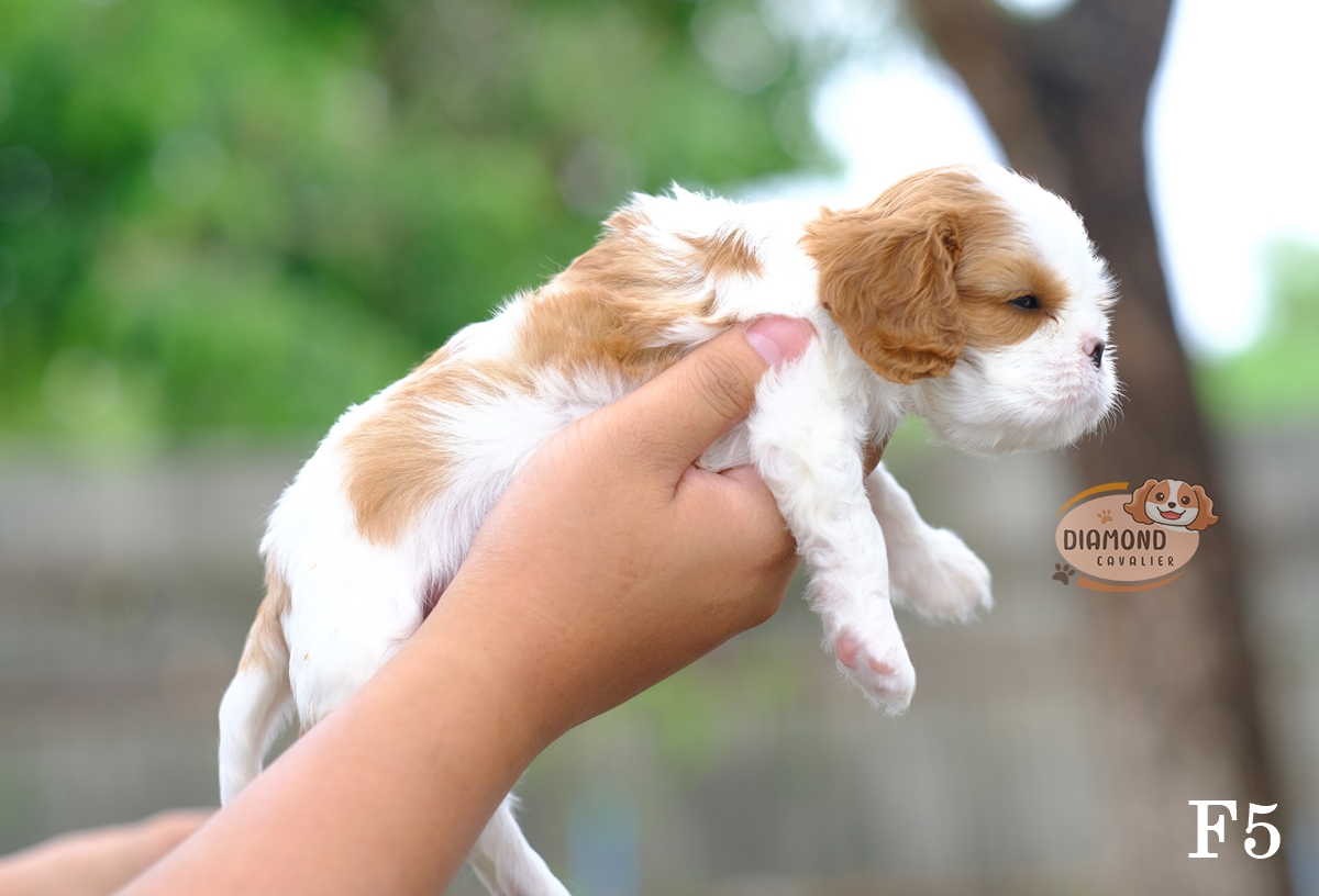 คาวาเลียร์ เพศเมีย เกิดมาจากพ่อแม่นำเข้า หน้าตาน่ารัก แบ๊วๆ นิสัยขี้อ้อน ยิ้มเก่ง สายเลือดดี