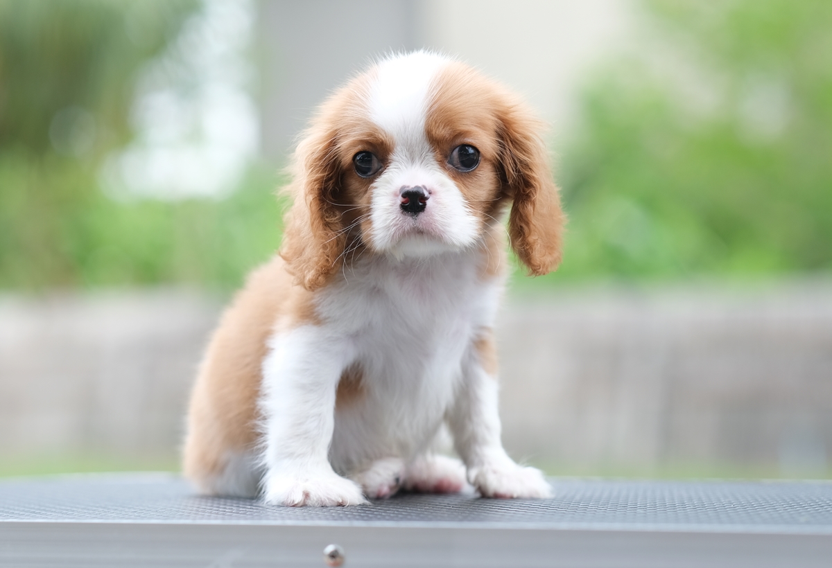 (sold out) เพศเมีย คาวาเลียร์ หูยาวสวย นิสัยขี้อ้อนมากๆ สุขภาพสมบูรณ์แร็ง กินเก่งเลี้ยงง่าย เกิดมาจากพ่อแน่นำเข้า สายเลือดดี ใครต้องการสุนัขคาวาเลียร์สายพันธุ์ดีๆ พลาดไม่ได้ค่า