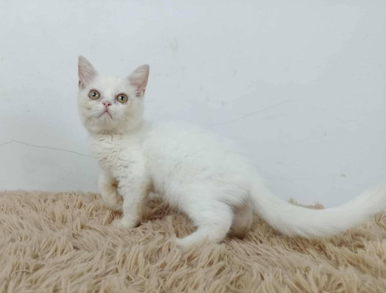 6.แมวมันช์กิ้นขายาว/เพศผู้ Munchkin Cat long legs/Male