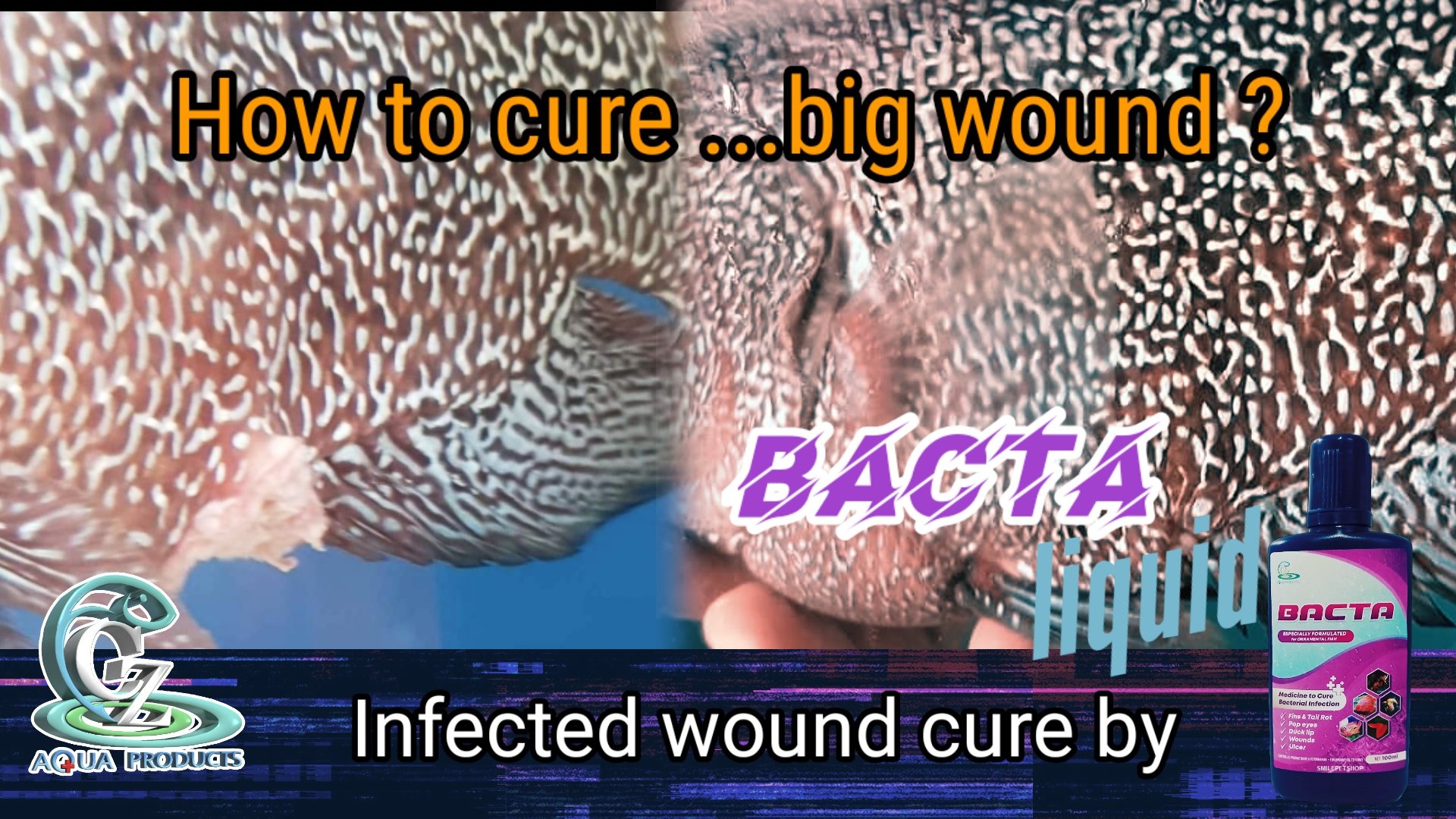 BACTA 100 ml.(รักษาโรคจากการติดเชื้อแบคทีเรีย ปากบวม ตาโปน ครีบกร่อน ป้องกันโรค กักโรคปลา)