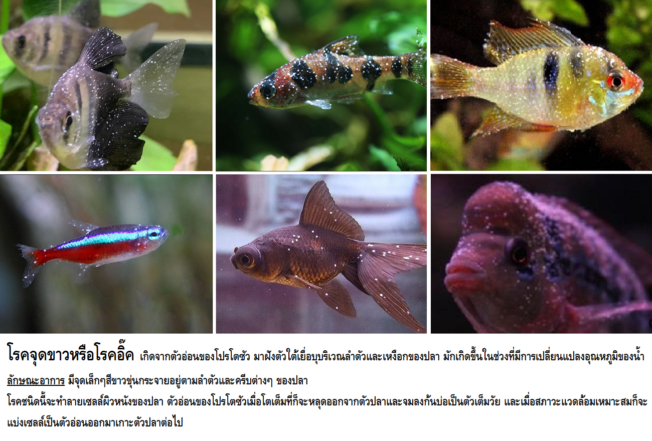 SUPER ICH (รักษาจุดขาว ครีบห่อ เชื้อรา กำจัดปรสิต ซึม ไม่ว่ายน้ำ เบื่ออาหาร)