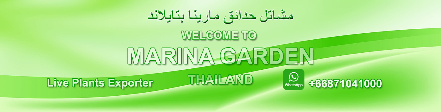 Marina Garden