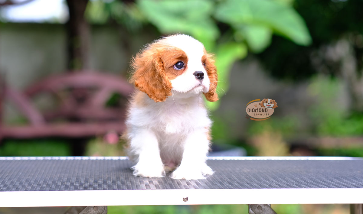 คาวาเลีย , เพศผู้ เกิดมาจากพ่อแม่นำเข้า กะโหลกใหญ่ สีเข้มสวย ร่าเริงวิ่งเล่นเก่ง สายเลือดดี