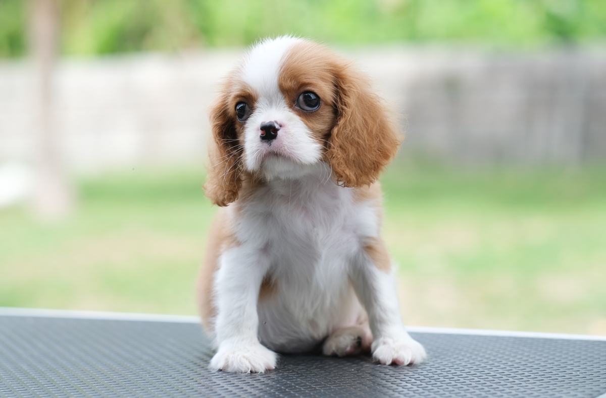 (sold out) เพศเมีย คาวาเลียร์ หูยาวสวย นิสัยขี้อ้อนมากๆ สุขภาพสมบูรณ์แร็ง กินเก่งเลี้ยงง่าย เกิดมาจากพ่อแน่นำเข้า สายเลือดดี ใครต้องการสุนัขคาวาเลียร์สายพันธุ์ดีๆ พลาดไม่ได้ค่า