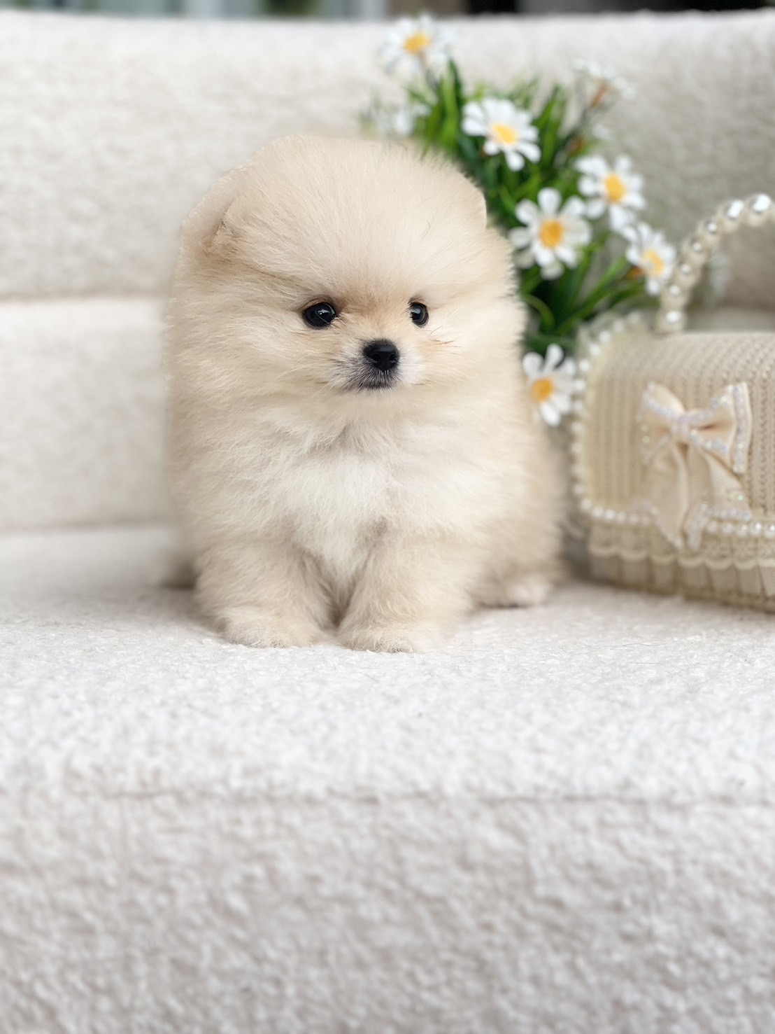 ปอมตัวผู้สีขาว