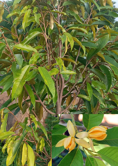 Magnolia champaca (Champak )