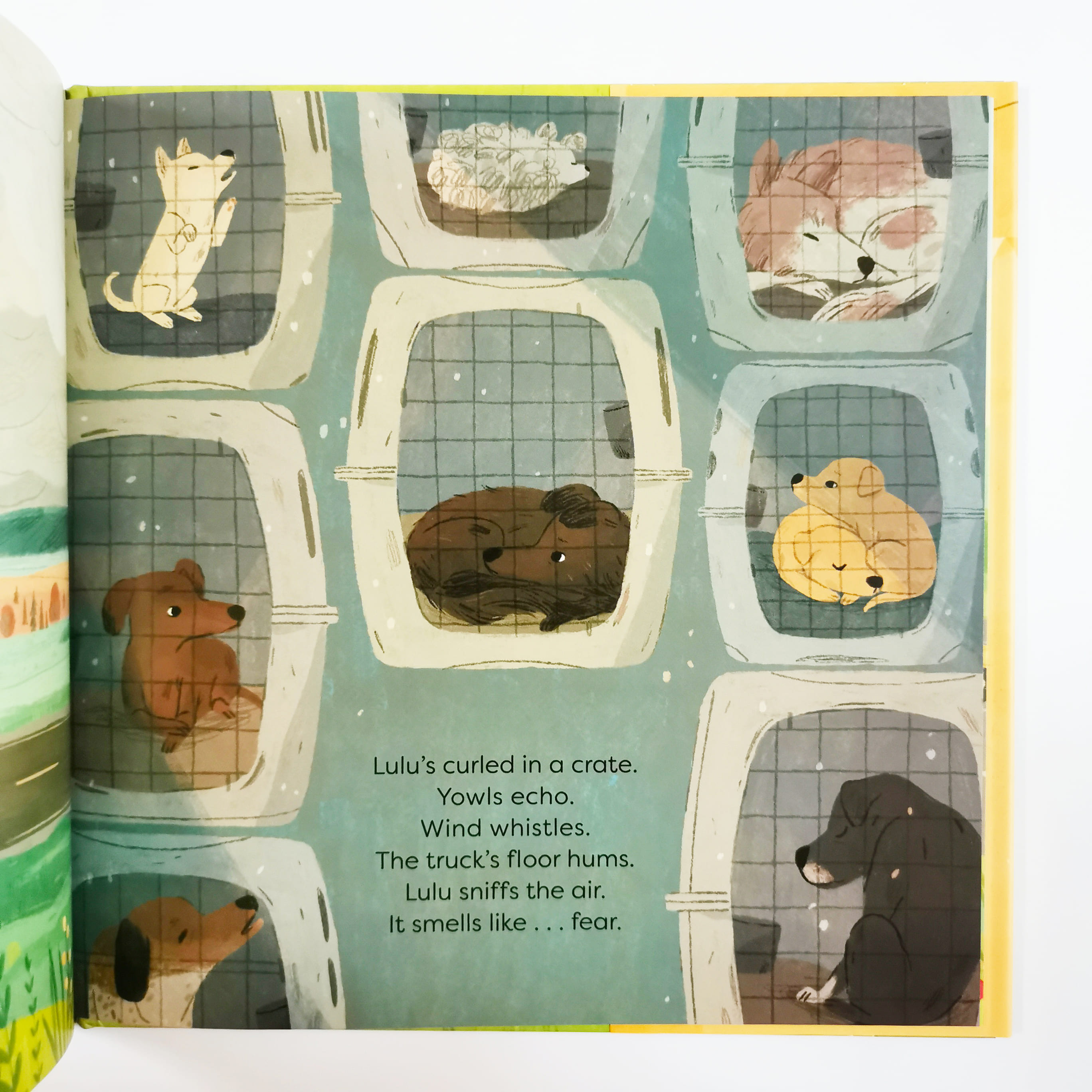 Operation Rescue Dog