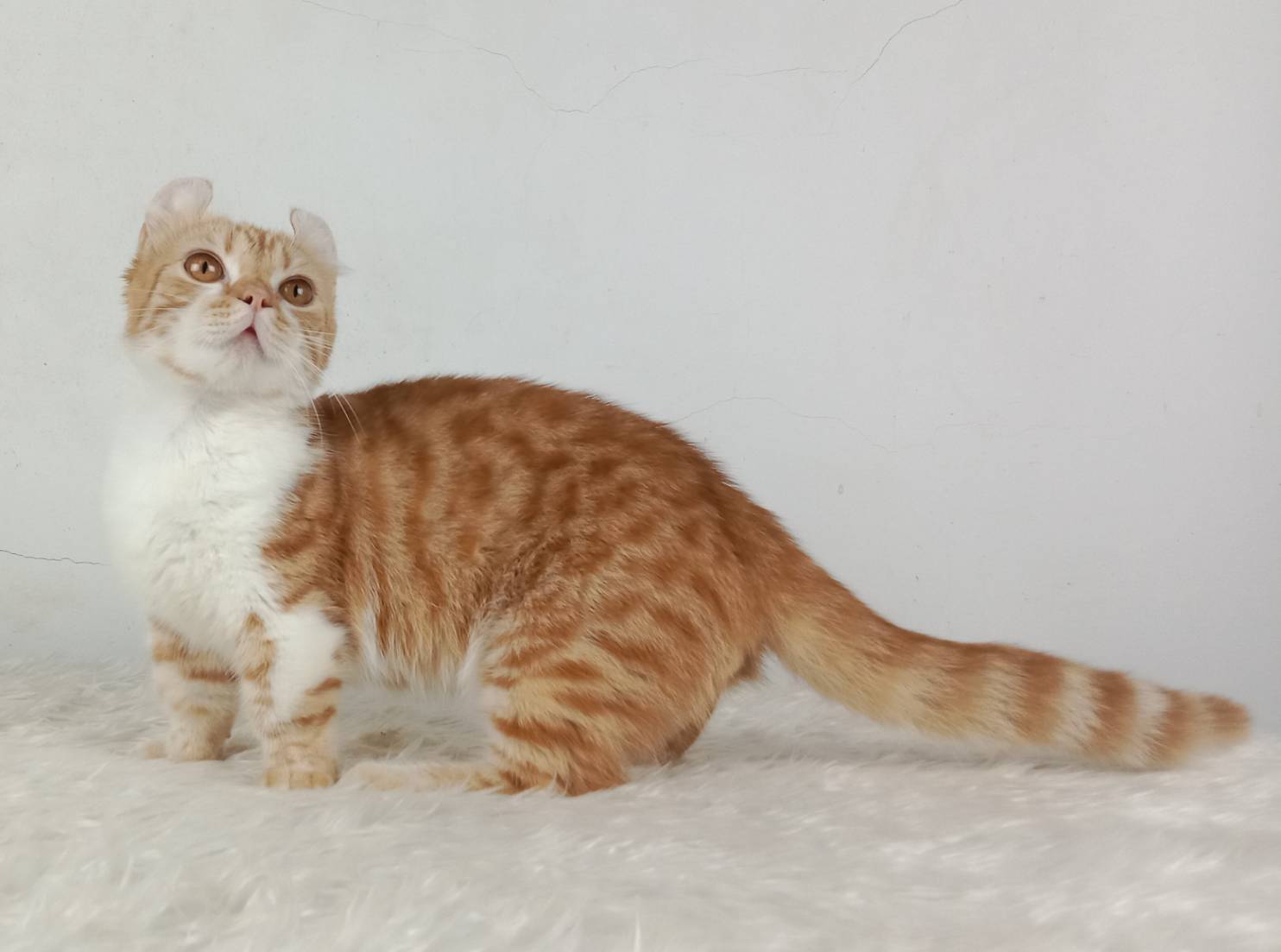 4.แมวมันช์กิ้น/เพศผู้ หาบ้าน Munchkin Cat/Male looking for a new home