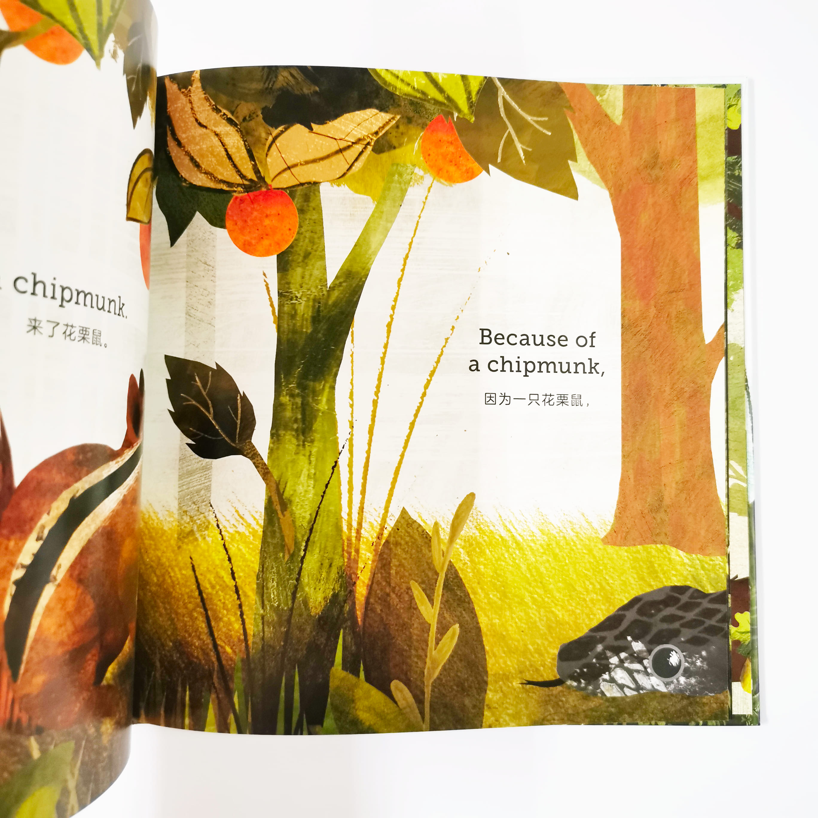 Because of an Acorn 橡果