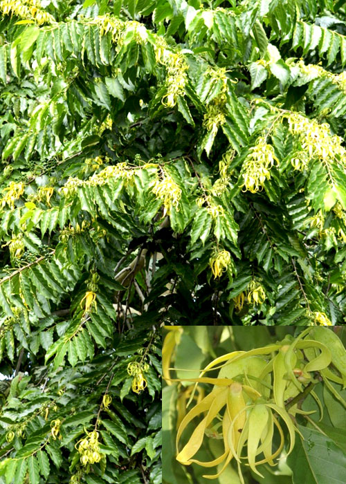 Cananga odorata (Ylang-Ylang )