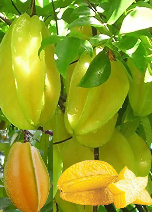 STAR FRUIT (Averrhoa carambola L)
