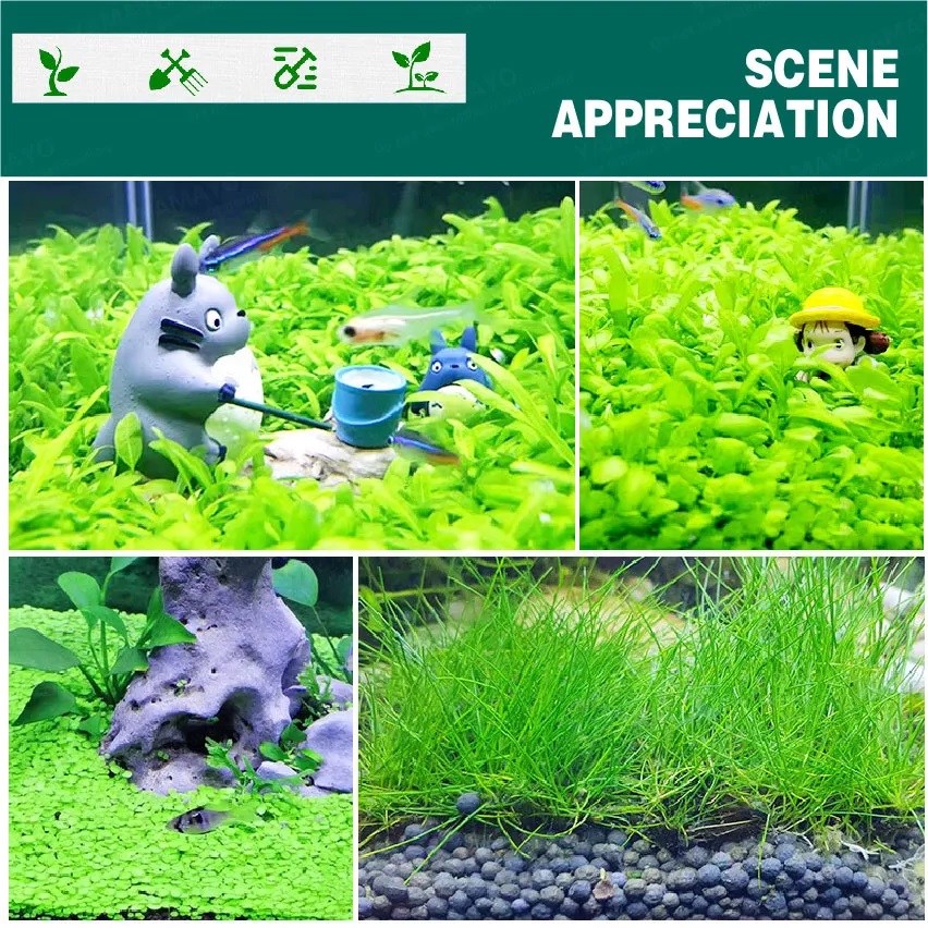 Nepall Aquatic Plant SET ชุดปลูกไม้น้ำ ดินและเมล็ดพันธุ์ไม้น้ำ ปลูกง่าย สร้างระบบนิเวศธรรมชาติในตู้ปลา