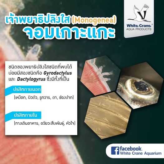 Sites (ไซเตส) (กำจัดเห็บ หนอนสมอ ปลิงใส พยาธิภายนอก โปรโตซัว)