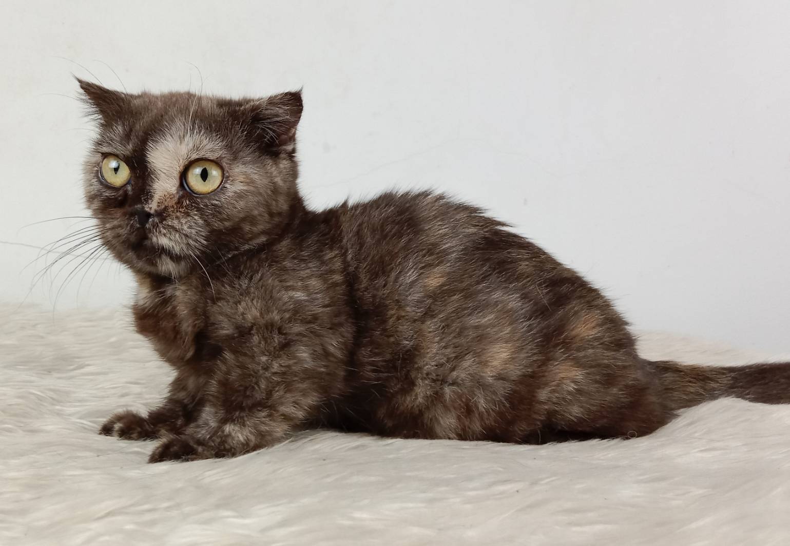 3.แมวมันช์กิ้น/เพศเมีย หาบ้าน Munchkin Cat/Female looking for a new home