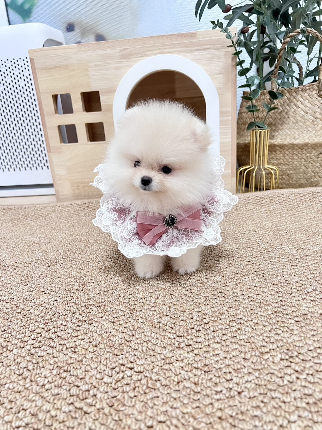 ปอมแท้ตัวผู้สีขาวครีม ขายหมาปอมหน้าหมี