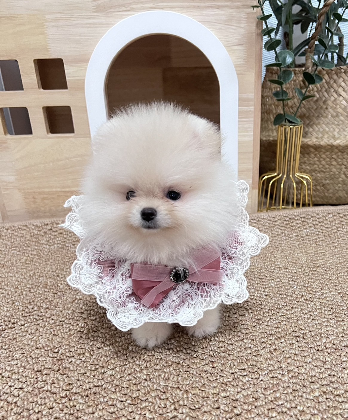 ขายหมาปอม ปอมหน้าหมีตัวเมียสีขาว