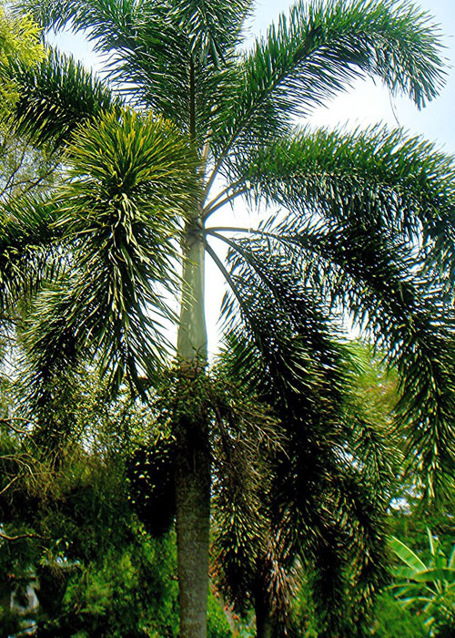 Wodyetia bifurcata (Foxtail Palm)