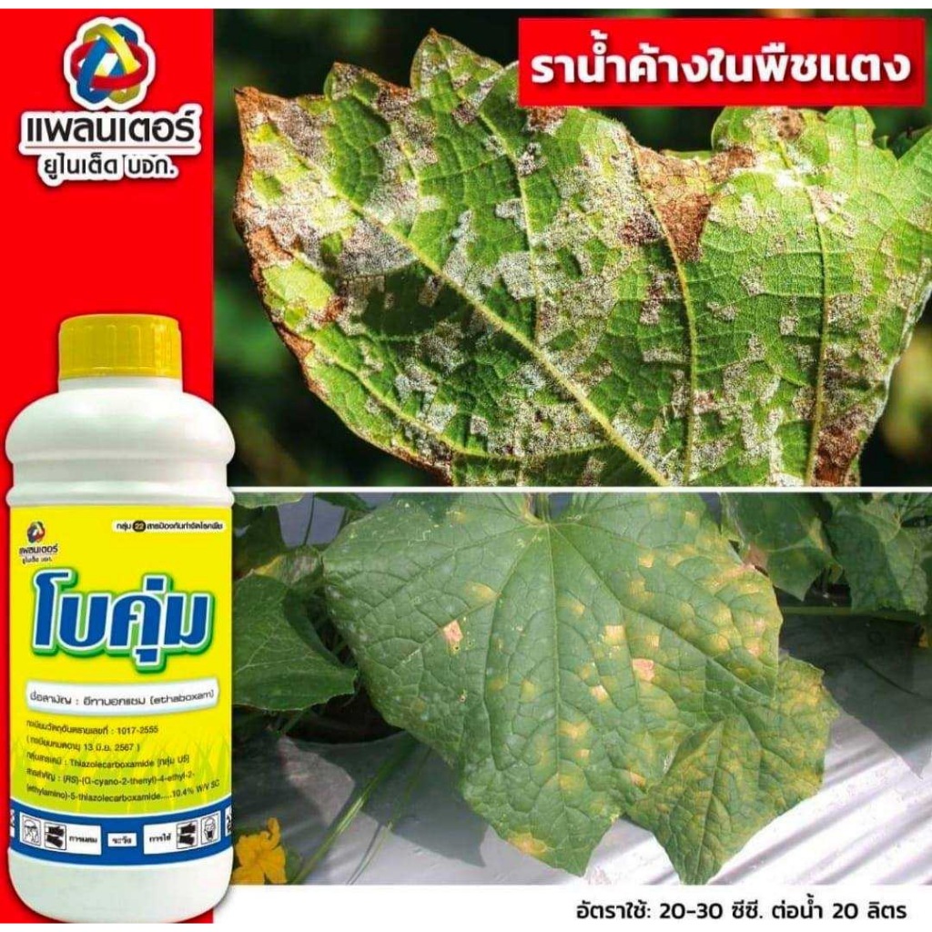 โบคุ่ม #ขนาด 1 ลิตร # อีทาบอกแซม (Ethaboxam)…10.4% W/V SC ป้องกันกำจัดโรคไฟท๊อปเทอร่า ราน้ำค้าง
