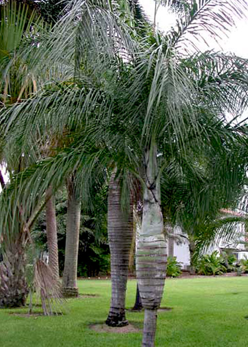 Pseudophoenix sargentii (Florida Chery Palm)