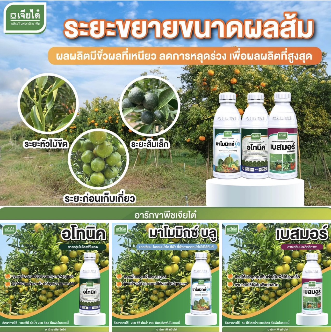 มาโมมิกซ์บลู 1 L + อโทนิค 1 L + เบสมอร์ 1 L ระยะ ขยายขนาดผลส้ม ขั้วเหนียว ลดการหลุดร่วง เพื่อผลผลิตสูงสุด
