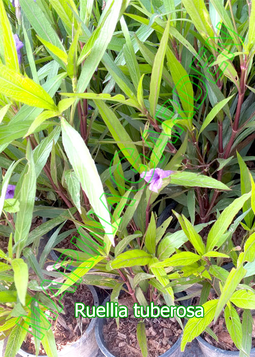 Ruellia-tuberosa