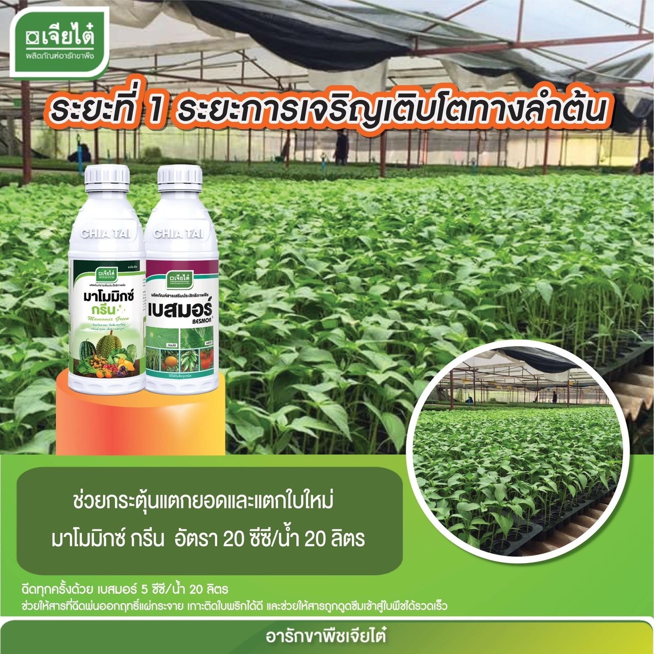 มาโมมิกซ์ กรีน 1 L + เบสมอร์ 1 L ระยะที่ 1 การเจริญเติบโตทางลำต้น ช่วยกระตุ้นแตกยอดและแตกใบใหม่