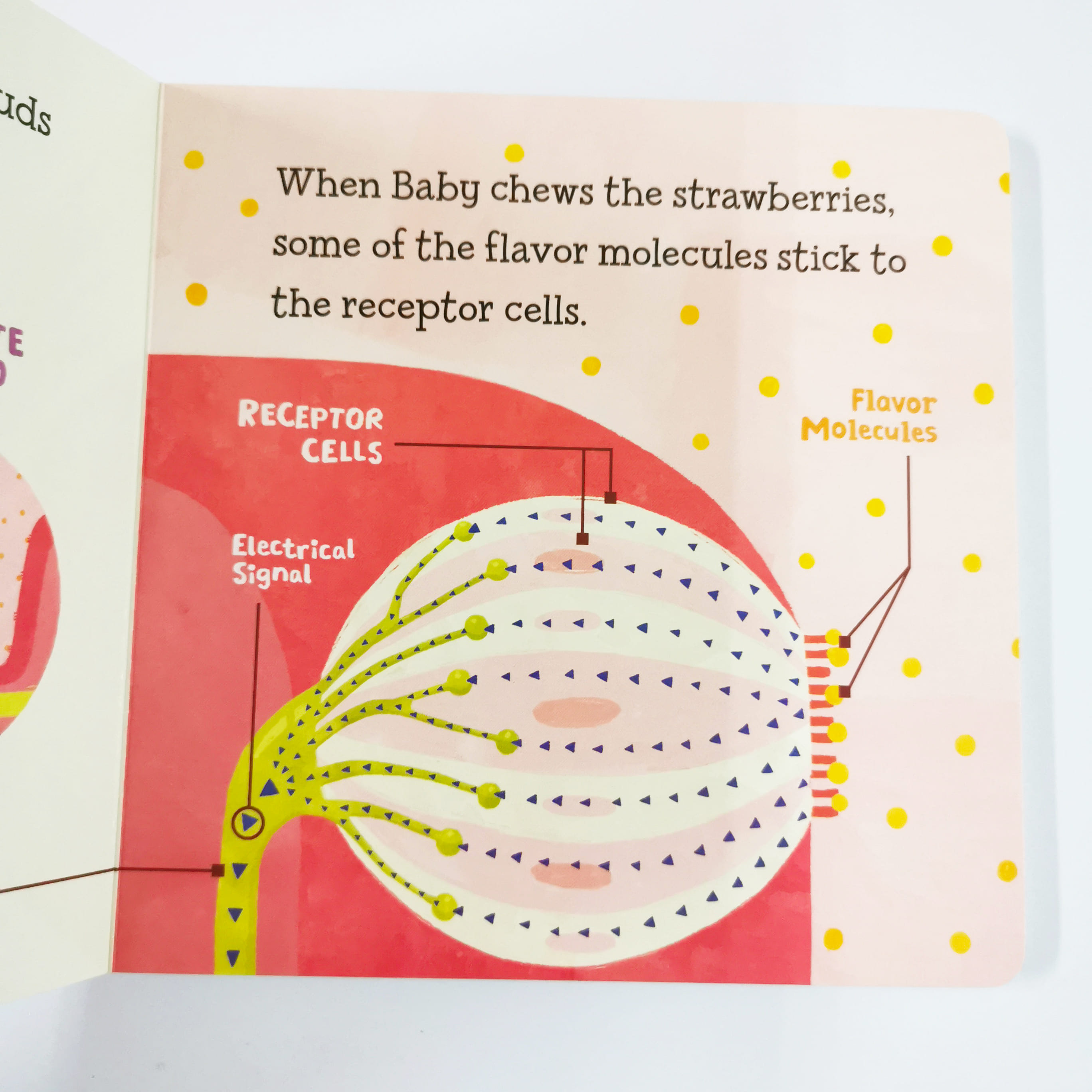 Baby Loves Taste! (The Five Senses)