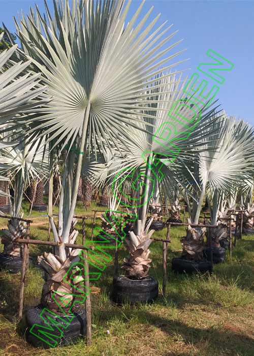 Bismarckia nobilis (Bismarck Palm)
