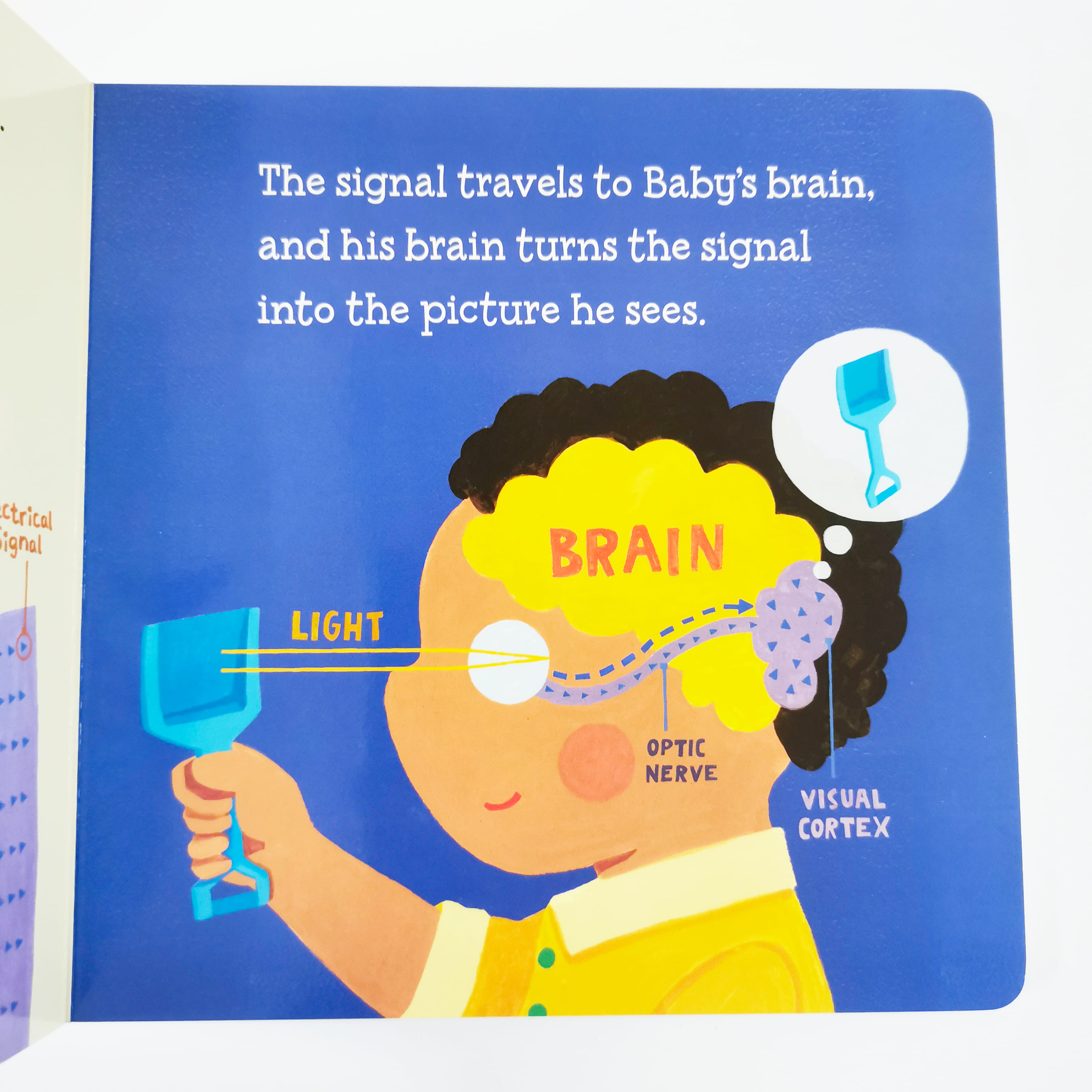 Baby Loves Sight! (The Five Senses)