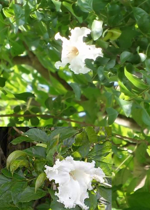 Dolichandrone serrulata ( Flora of Thailand)