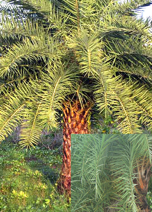 Phoenix sylvestris ( Silver Date Palm)