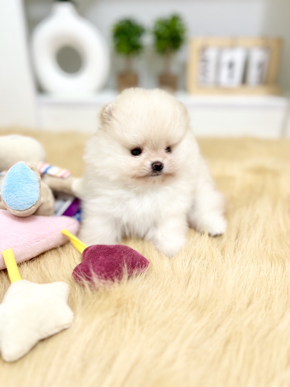 ปอมขาว สุดหล่อ