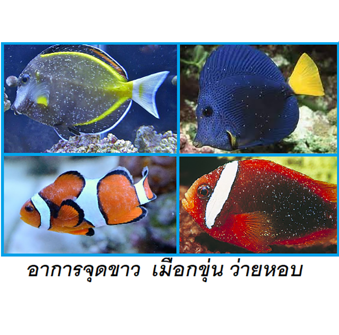 Marine Cure(ยารักษาและป้องโรคปลาทะเล กำจัดจุดขาว เชื้อรา ออดิเนียม)