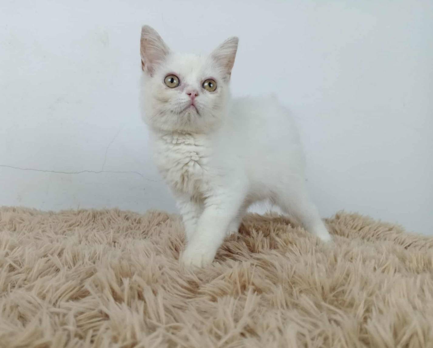 6.แมวมันช์กิ้นขายาว/เพศผู้ Munchkin Cat long legs/Male