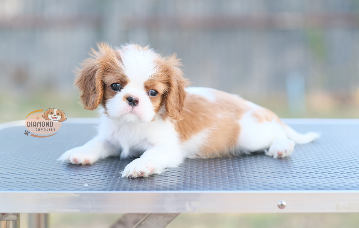 คาวาเลีย , เพศเมีย เกิดมาจากพ่อแม่นำเข้า กะโหลกใหญ่ สีเข้มสวย ร่าเริงวิ่งเล่นเก่ง สายเลือดดี