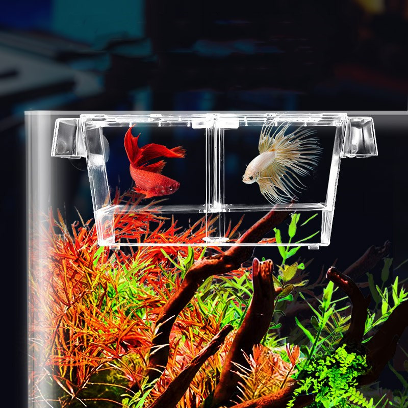 กล่องแยกปลา, กล่องเพาะพันธุ์ปลา (สำหรับแยกลูกปลา ปลาป่วย ปลาท้อง จับคู่ผสมพันธุ์ กักปลาใหม่ก่อนเข้าฝูง)