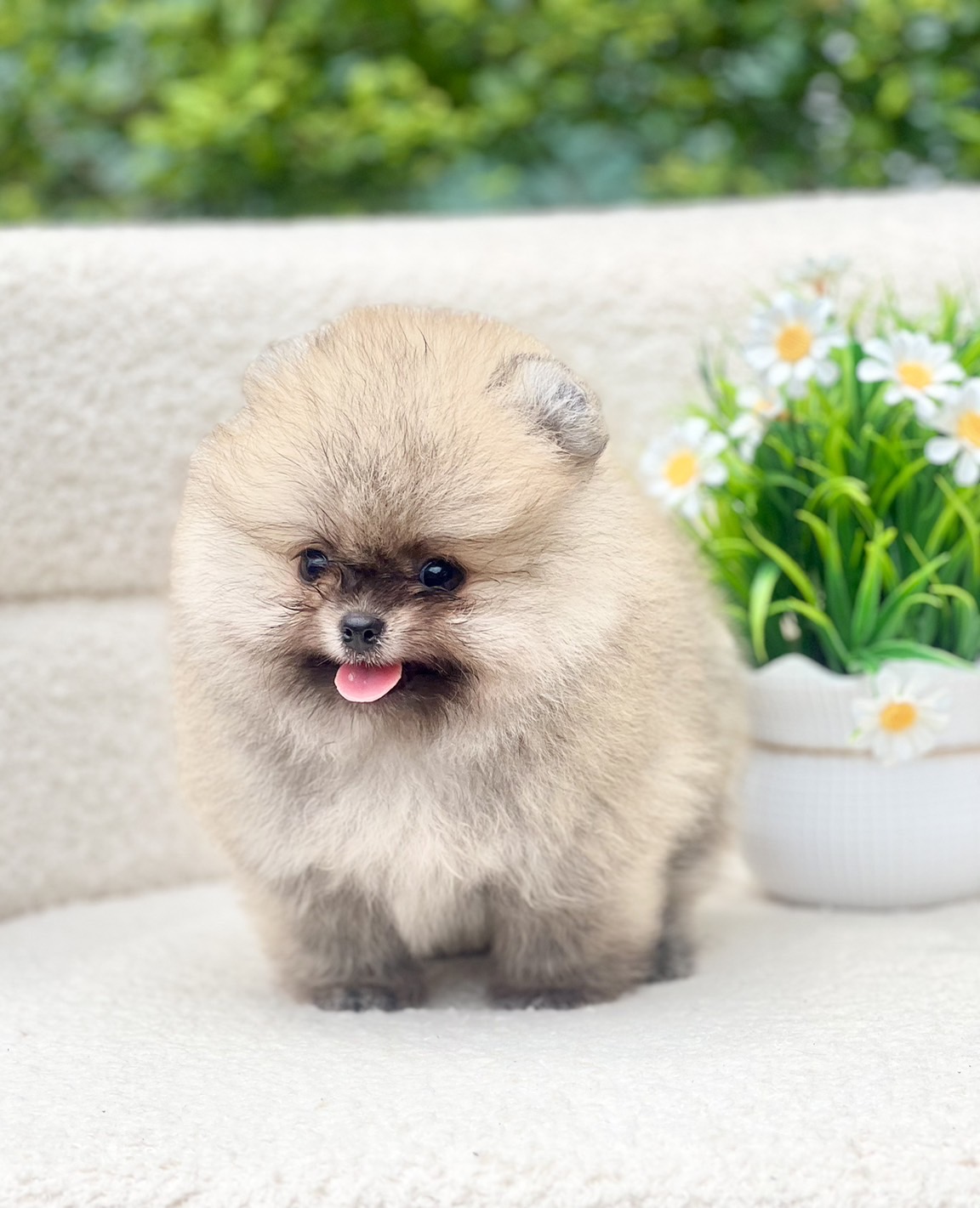 ปอมแท้มีรับประกันความสวยตอนโต เพศผู้สีส้ม