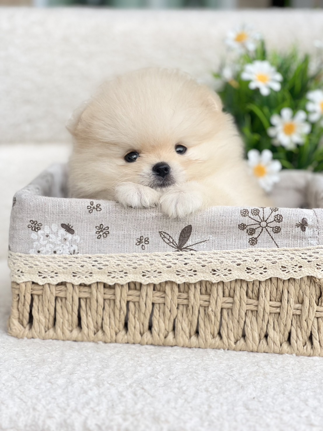 ปอมหน้าหมีตัวผู้ สีขาว