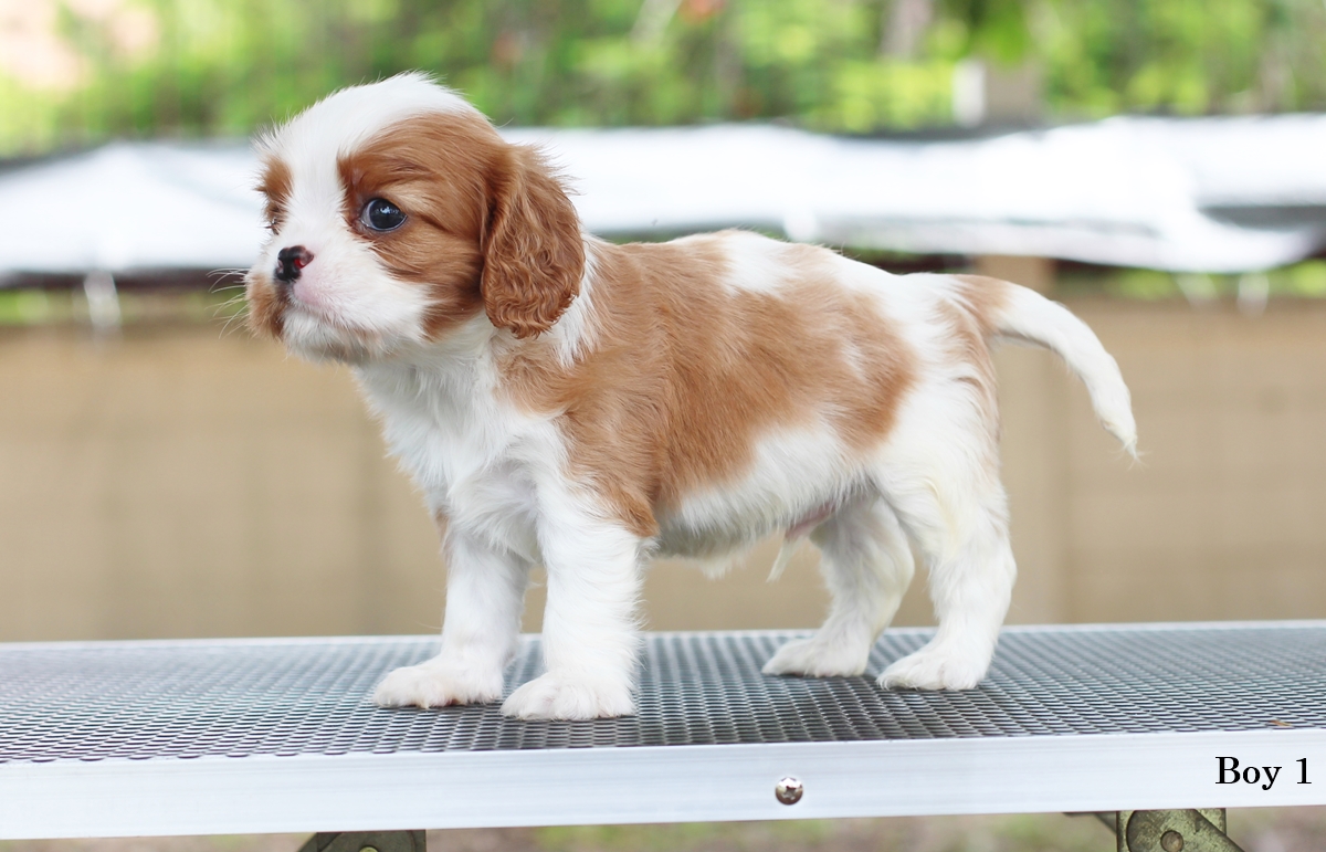 (sold out) คาวาเลียเพศเมีย ตัวเดียวในคอก นิสัยขี้อ้อนมากๆ สุขภาพสมบูรณ์แร็ง กินเก่งเลี้ยงง่าย เกิดมาจากพ่อแน่นำเข้า สายเลือดดี ใครต้องการสุนัขคาวาเลียร์สายพันธุ์ดีๆ พลาดไม่ได้ค่า คาวาเลียเพศผู้ หน้าตาน่ารัก นิสัยขี้อ้อน ชอบอยู่ใกล้ๆคน หน้าตาแบ๊วๆ พ่อแน่นำ