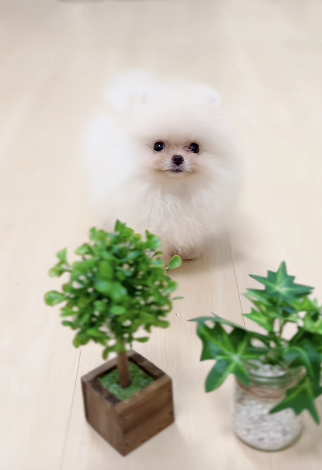 มาแอบเอาไอวี่ไปเลี้ยงมั้ย