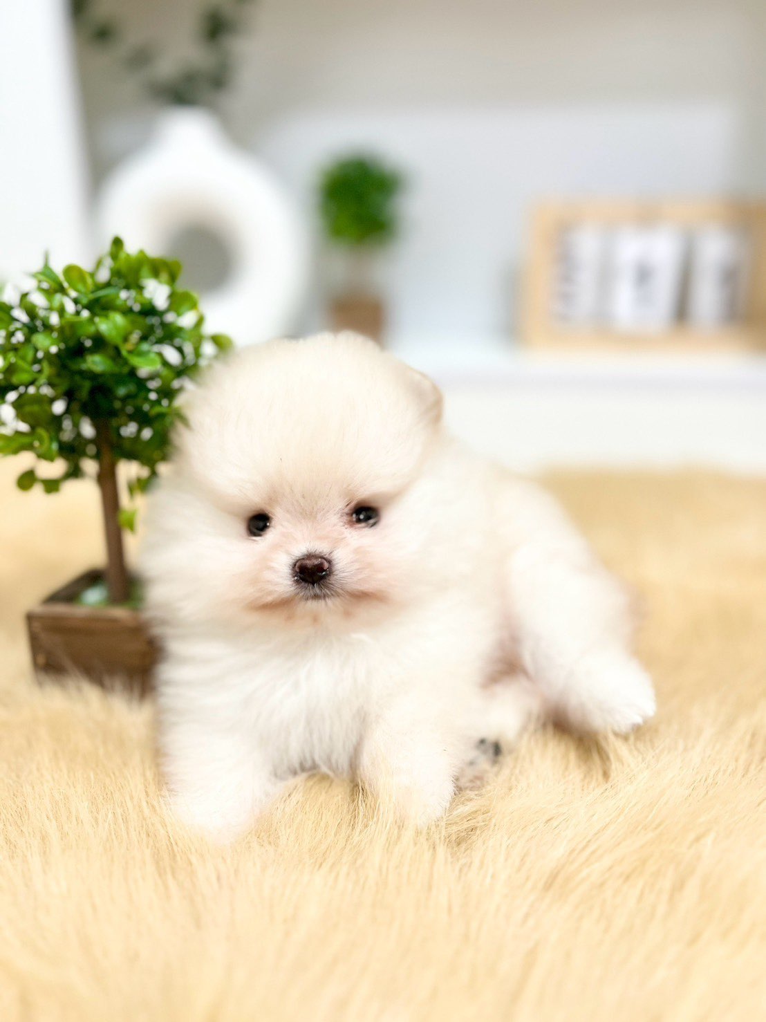 ปอมขาว สุดหล่อ