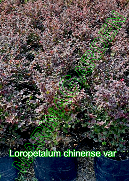 Loropetalum-chinense-var
