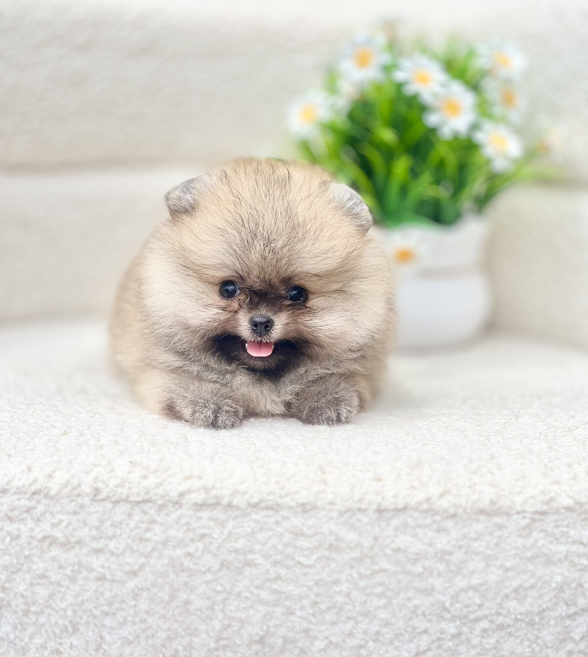 ปอมแท้มีรับประกันความสวยตอนโต