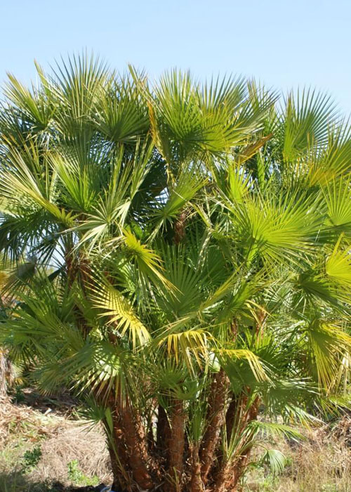 Acoelorrhaphe wrightii (Paurotis palm)