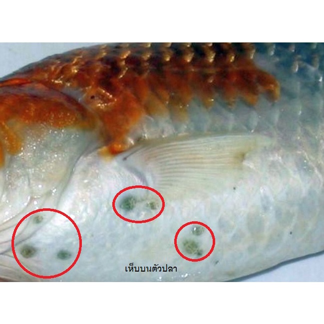 Bio-Knock สูตร 4 60 ml.(กำจัดปรสิต เห็บ หนอนสมอ พยาธิ ปลิงใส)